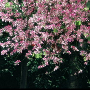 国产日韩欧美911在线观看
